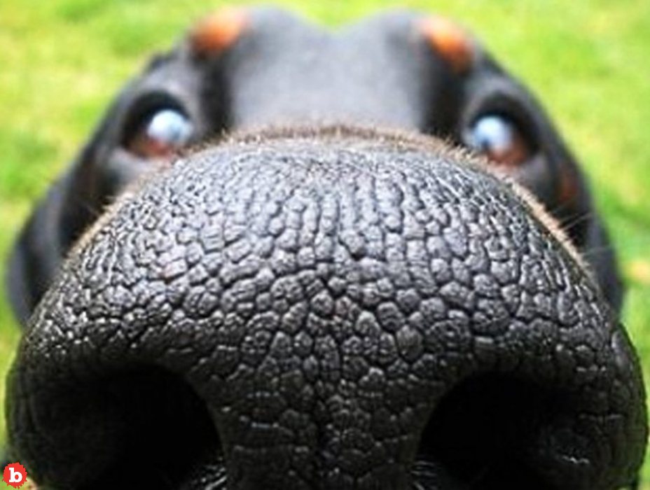 Smart Dog Lover Makes App For Dog Nose Biometrics