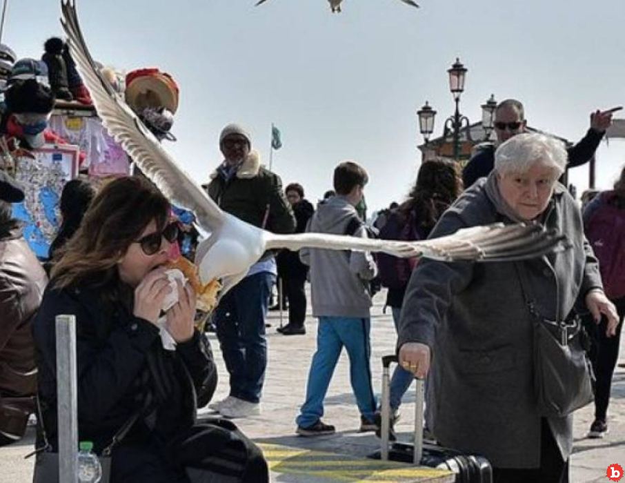 Hotels in Venice Hand Out Water Guns Because of Crazy Seagull Problem