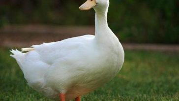 Pet Duck Helps Cops Find Missing Grandmother’s Body in North Carolina