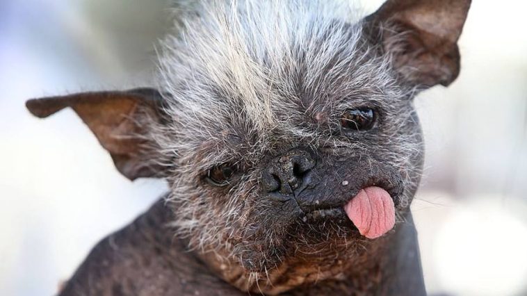 2022’s Ugliest Dog in the World Title Holder is Mr. Happy Face!