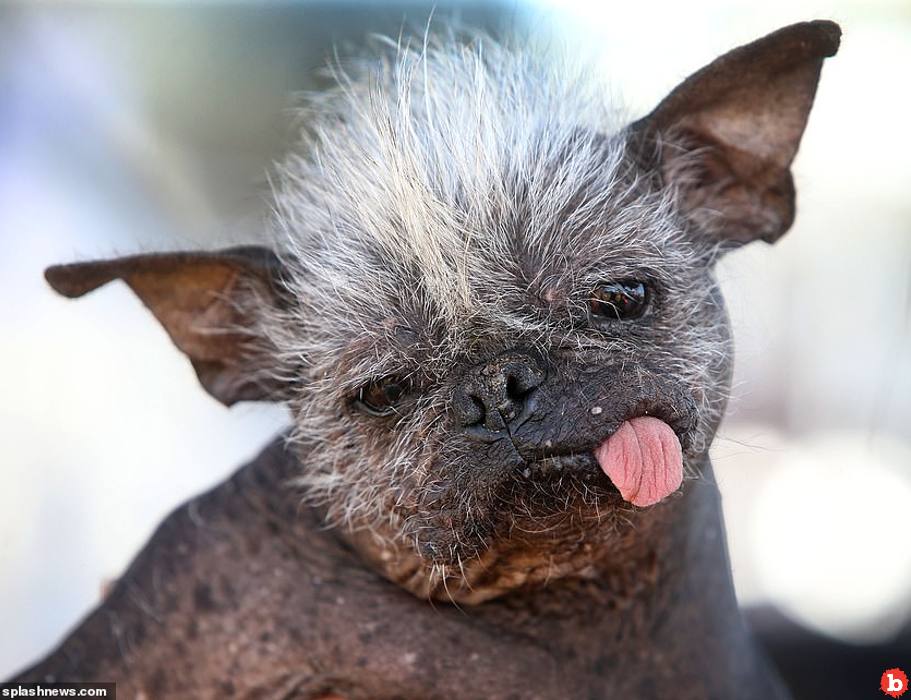 2022’s Ugliest Dog in the World Title Holder is Mr. Happy Face!
