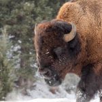 Politics Force Yellowstone Bison Endangered Species Review