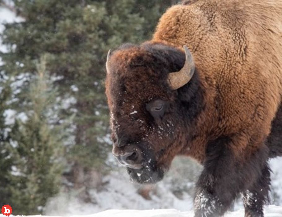 Politics Force Yellowstone Bison Endangered Species Review