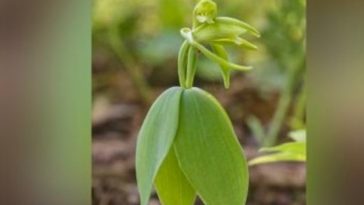 Amateur Naturalist Discovers Rare Orchid Extinct For 120 Years