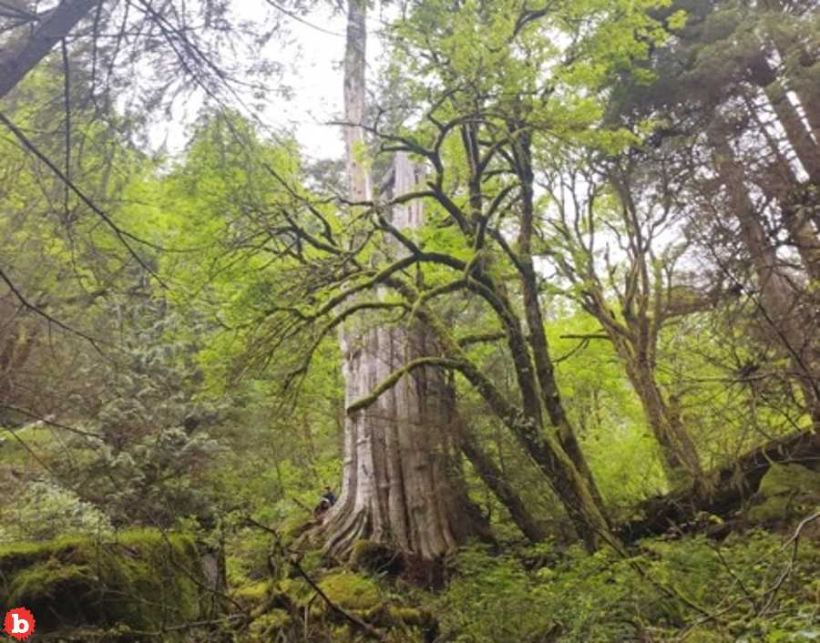 Giant 2,000 Year Old Red Cedar Just Discovered in Vancouver