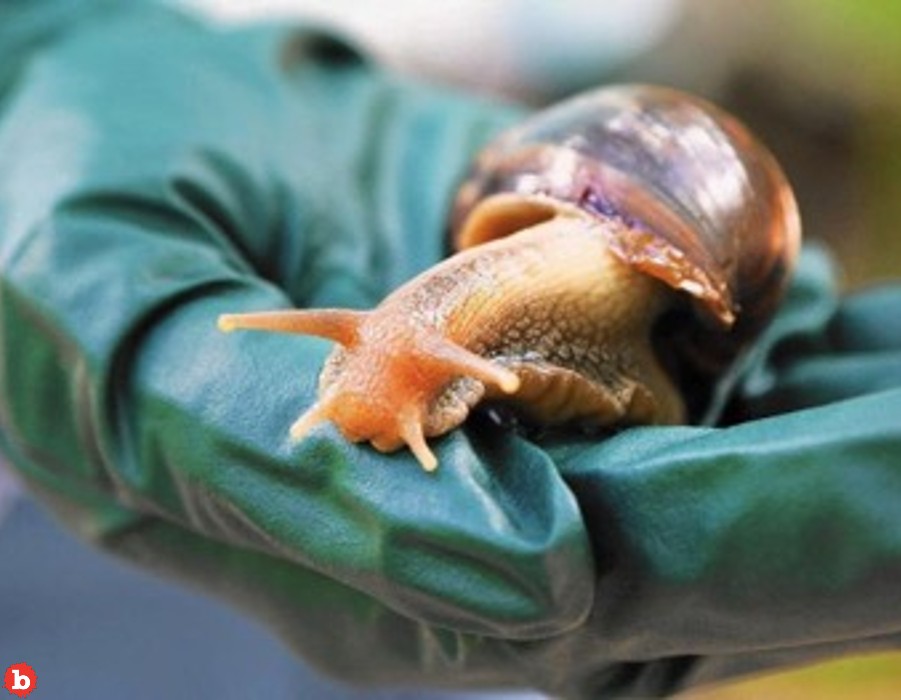 Giant African Land Snail Forces Florida County Into Quarantine