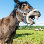 Nigerian Customs Captured Thousands of Donkey Schlongs